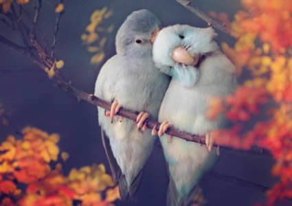 love-birds-package